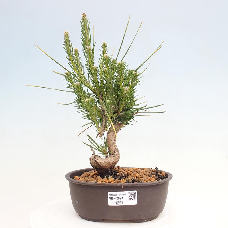 Vonkajší bonsai - Pinus thunbergii - Borovica thunbergova
