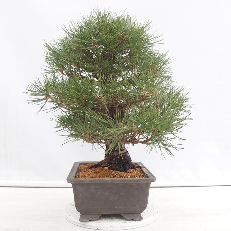 Vonkajšie bonsai - Pinus thunbergii - Borovica thunbergova