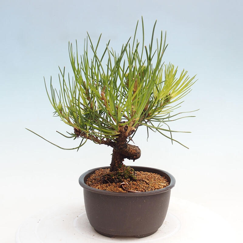 Vonkajší bonsai - Pinus thunbergii - Borovica thunbergova