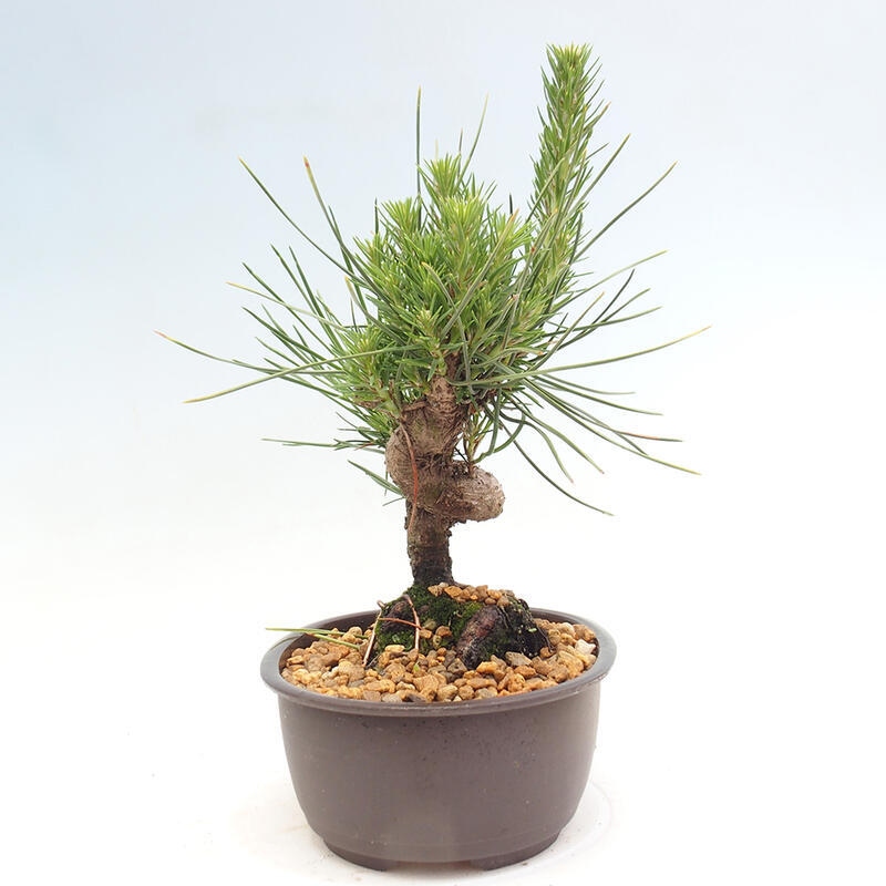 Vonkajší bonsai - Pinus thunbergii - Borovica thunbergova