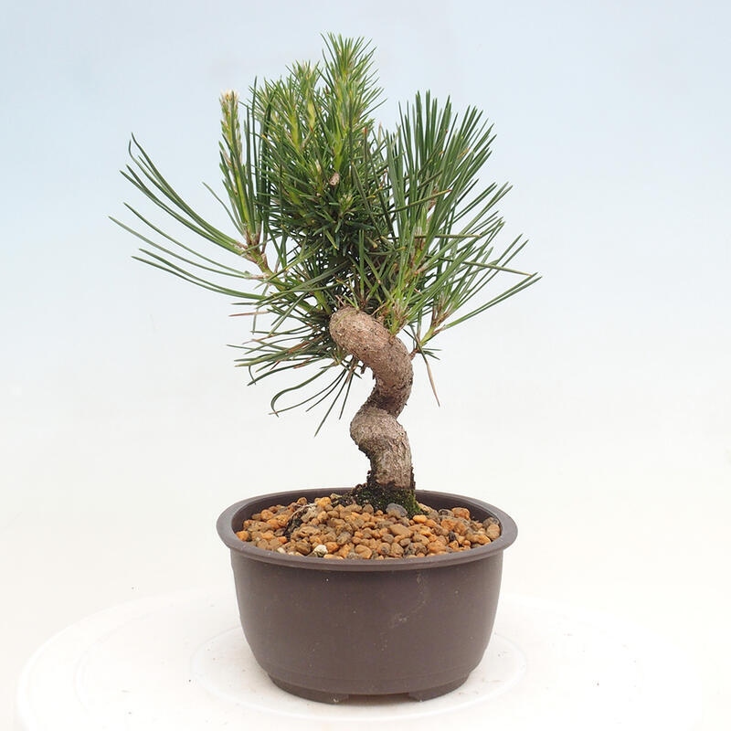 Vonkajší bonsai - Pinus thunbergii - Borovica thunbergova