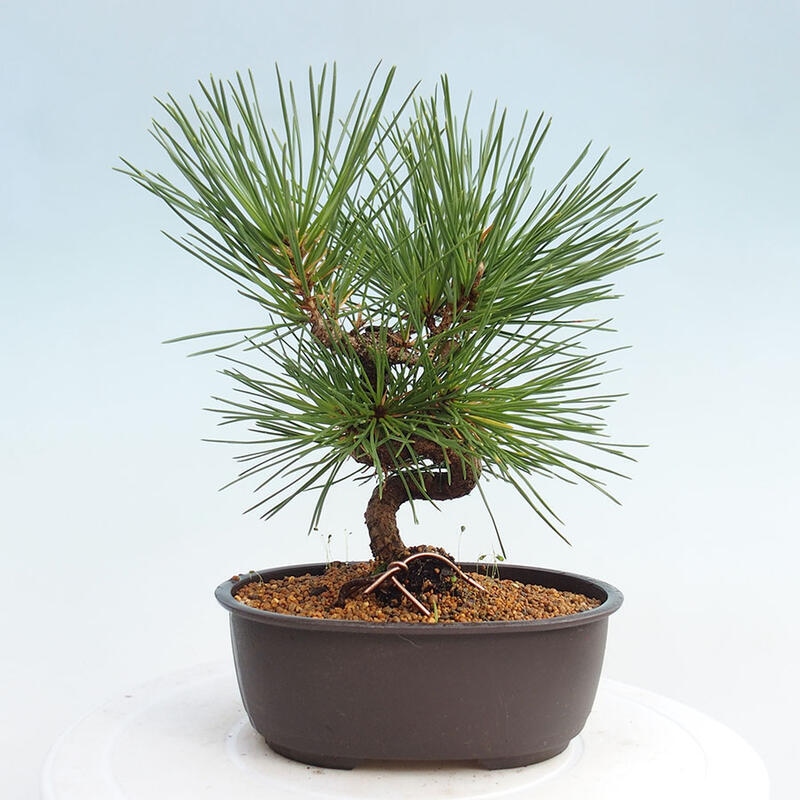 Vonkajší bonsai - Pinus thunbergii - Borovica thunbergova