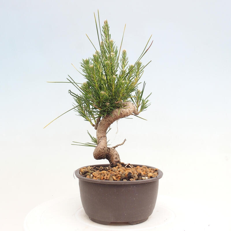 Vonkajší bonsai - Pinus thunbergii - Borovica thunbergova