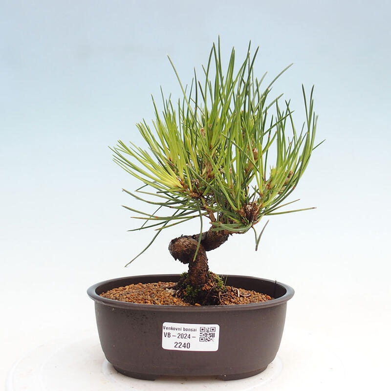 Vonkajší bonsai - Pinus thunbergii - Borovica thunbergova