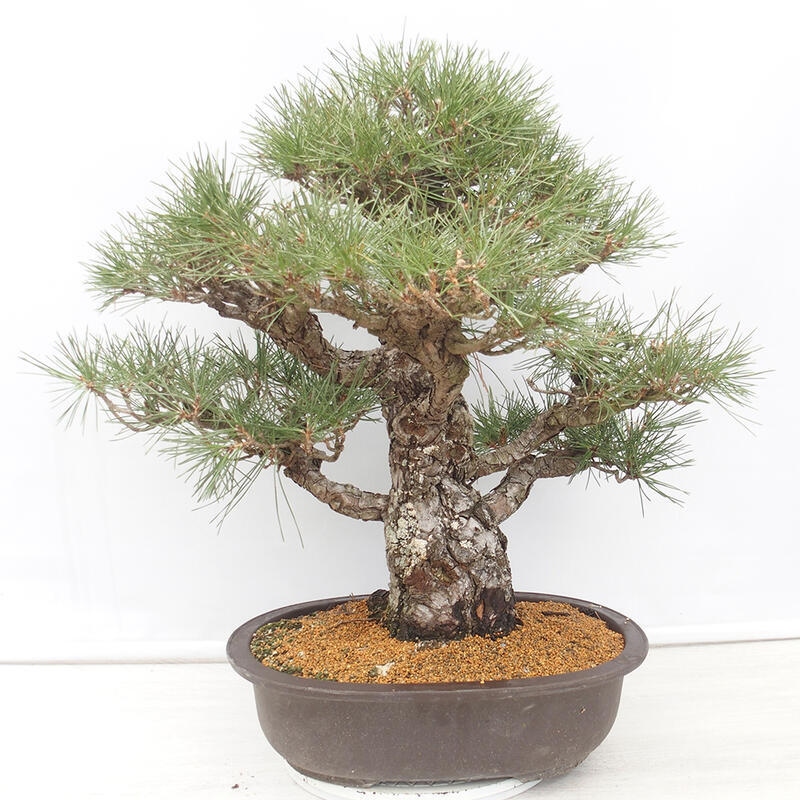 Vonkajšie bonsai - Pinus thunbergii - Borovica thunbergova