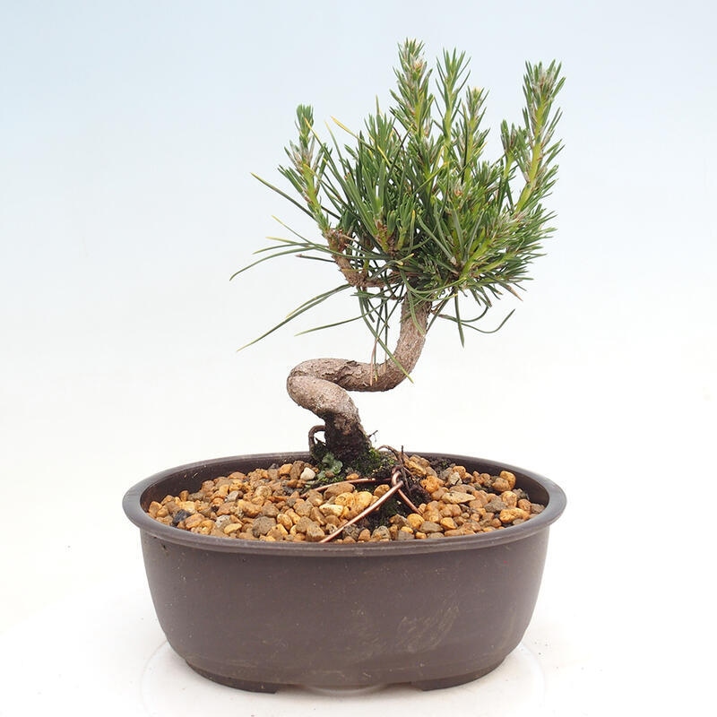 Vonkajší bonsai - Pinus thunbergii - Borovica thunbergova