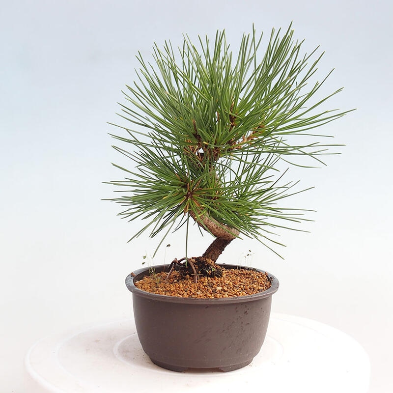 Vonkajší bonsai - Pinus thunbergii - Borovica thunbergova
