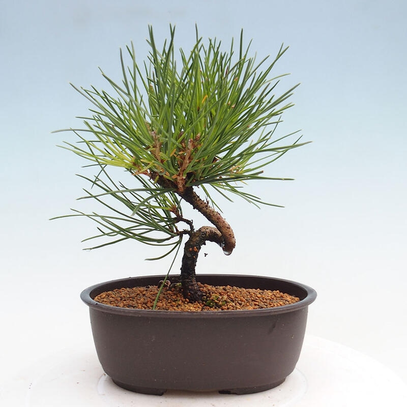 Vonkajší bonsai - Pinus thunbergii - Borovica thunbergova