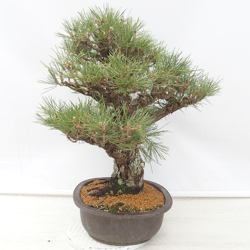 Vonkajšie bonsai - Pinus thunbergii - Borovica thunbergova