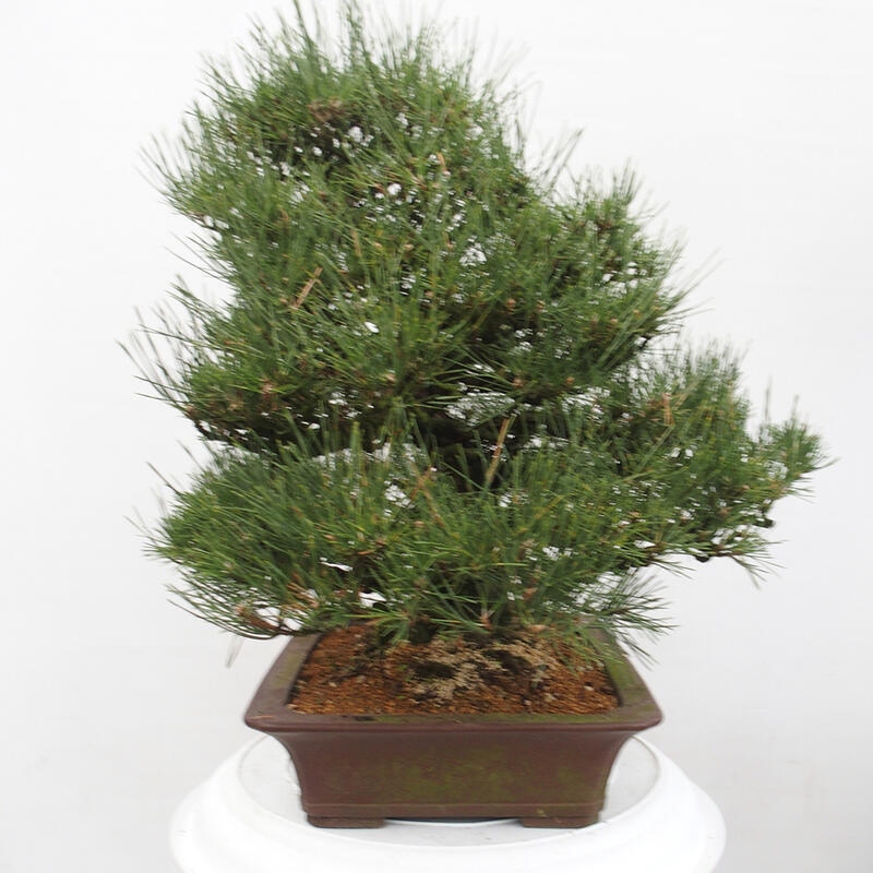 Vonkajšie bonsai - Pinus thunbergii - Borovica thunbergova