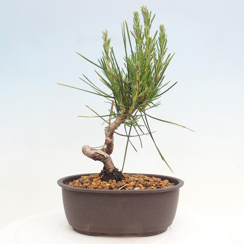 Vonkajší bonsai - Pinus thunbergii - Borovica thunbergova