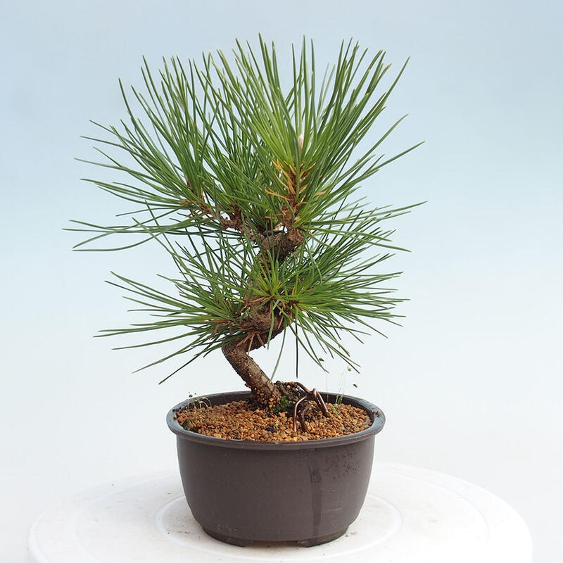 Vonkajší bonsai - Pinus thunbergii - Borovica thunbergova