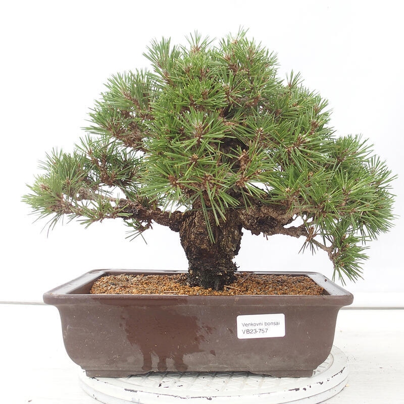 Vonkajšie bonsai - Pinus thunbergii - Borovica thunbergova