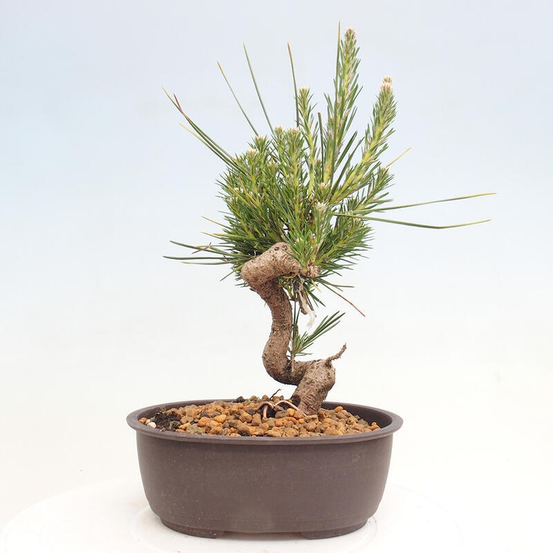 Vonkajší bonsai - Pinus thunbergii - Borovica thunbergova