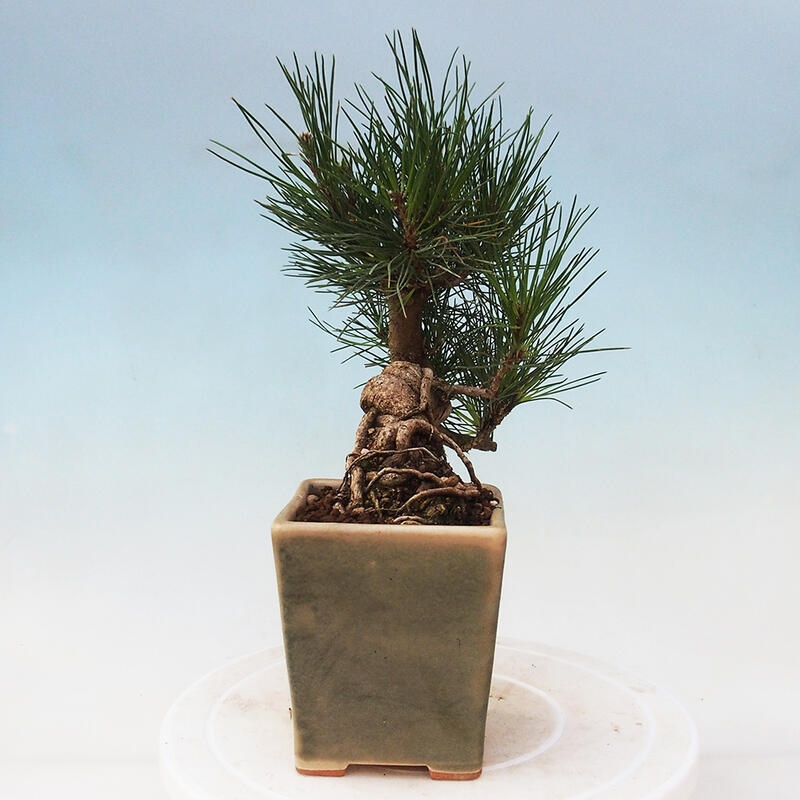 Vonkajší bonsai - Pinus thunbergii - Borovica thunbergova