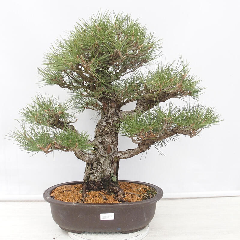 Vonkajšie bonsai - Pinus thunbergii - Borovica thunbergova