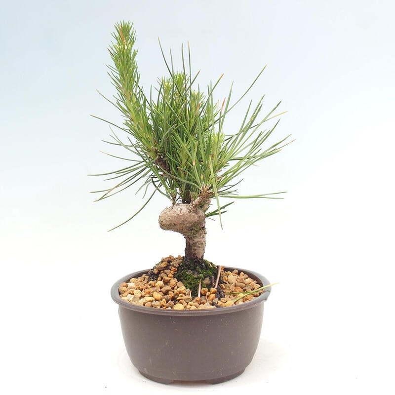 Vonkajší bonsai - Pinus thunbergii - Borovica thunbergova