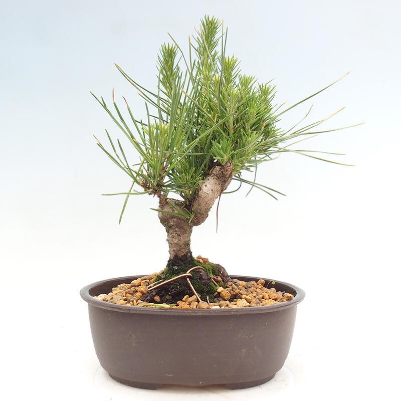Vonkajší bonsai - Pinus thunbergii - Borovica thunbergova
