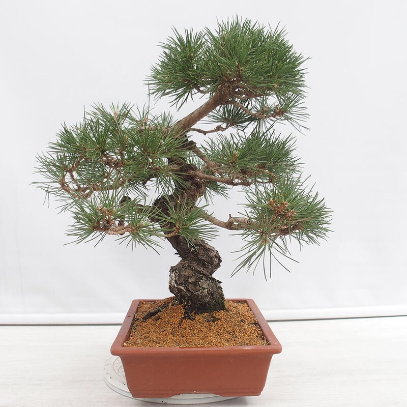 Vonkajšie bonsai - Pinus thunbergii - Borovica thunbergova