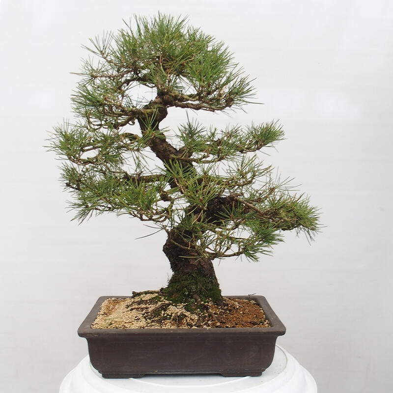 Vonkajšie bonsai - Pinus thunbergii - Borovica thunbergova