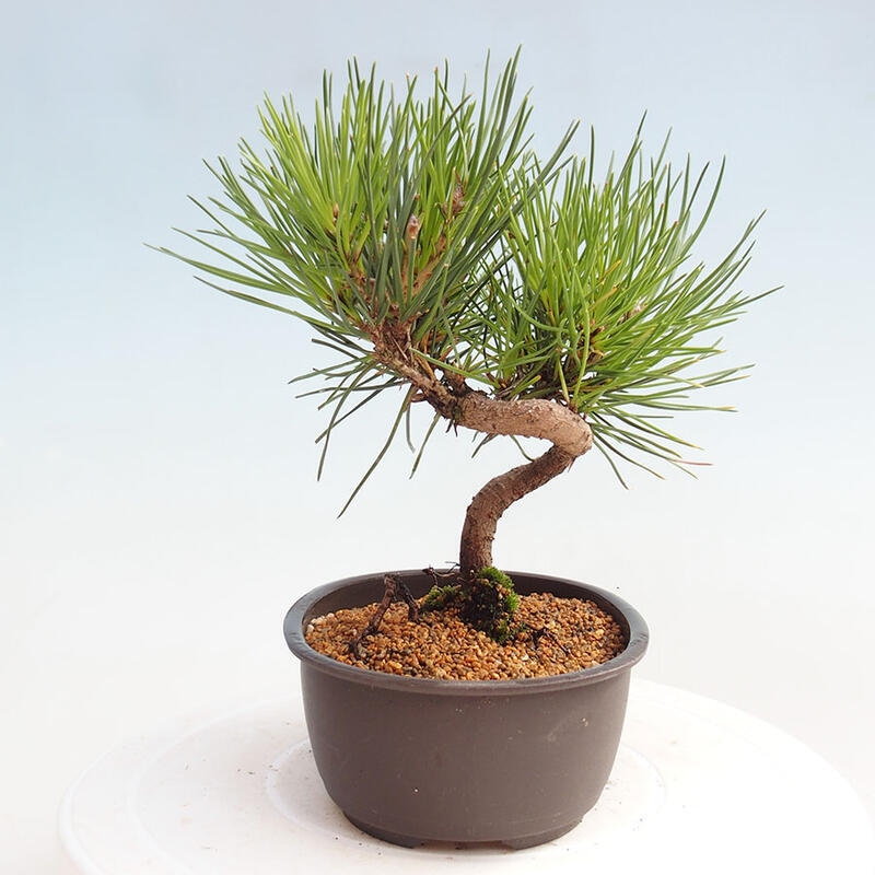 Vonkajší bonsai - Pinus thunbergii - Borovica thunbergova