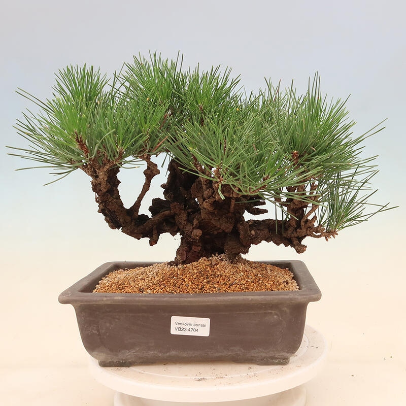 Vonkajšie bonsai - Pinus thunbergii corticosa - borovica korková