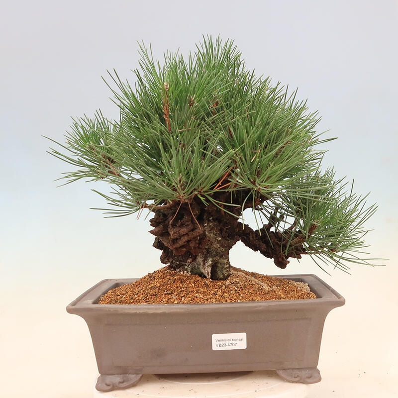 Vonkajšie bonsai - Pinus thunbergii corticosa - borovica korková