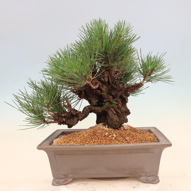 Vonkajšie bonsai - Pinus thunbergii corticosa - borovica korková