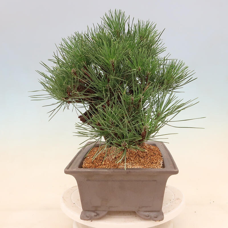 Vonkajšie bonsai - Pinus thunbergii corticosa - borovica korková