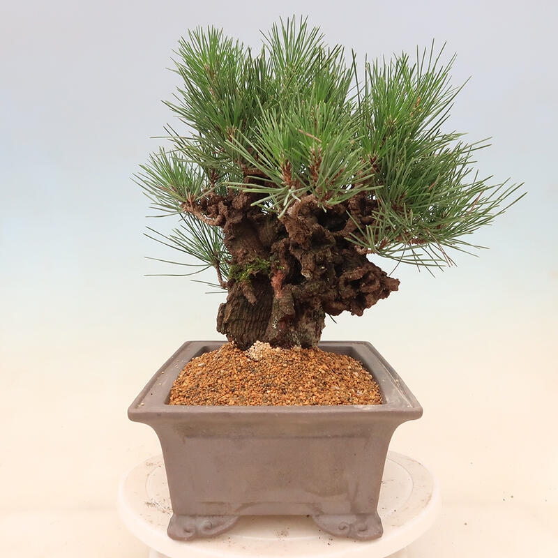 Vonkajšie bonsai - Pinus thunbergii corticosa - borovica korková