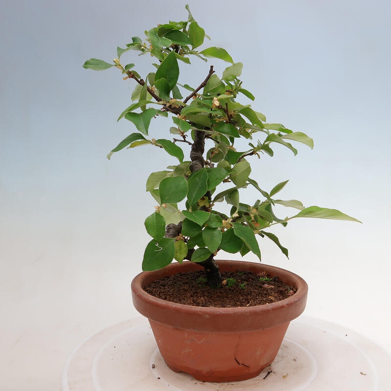 Vonkajšie bonsai - Pseudocydonia sinensis - Duloň čínska