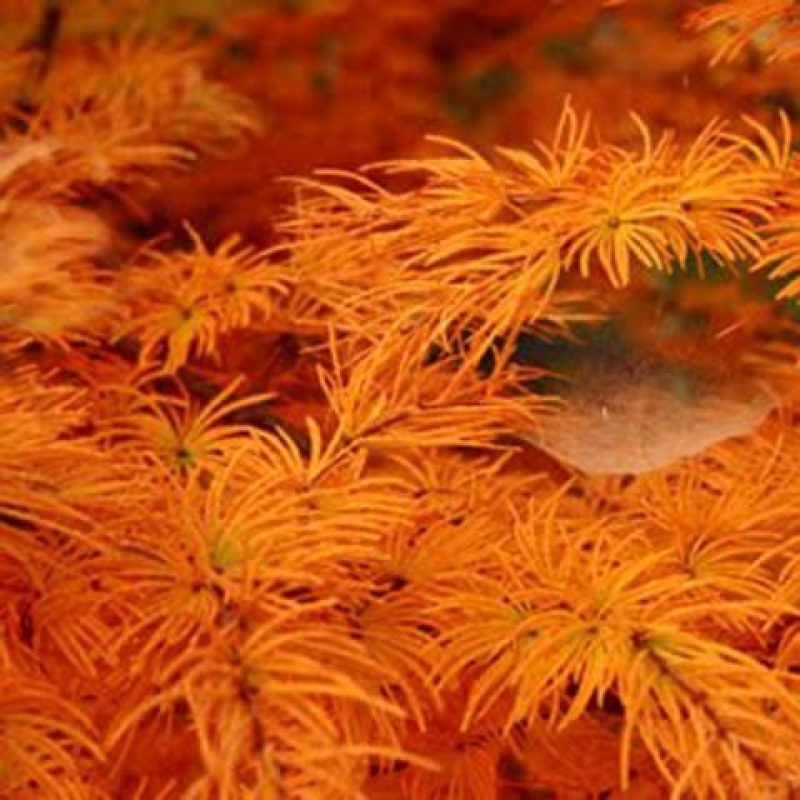 Vonkajšie bonsaje - Pseudolarix amabis-Pseudolarix amabis