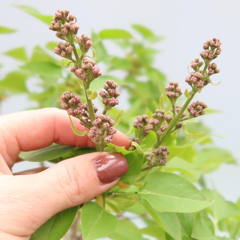 Vonkajšie bonsaje - Šeřík obyčajný - Syringa vulgaris