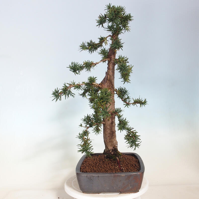 Vonkajší bonsai - Taxus cuspidata - Tis japonský