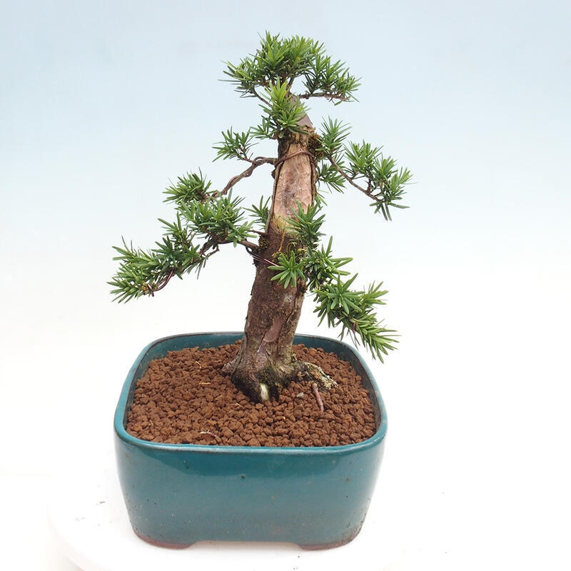 Vonkajší bonsai - Taxus cuspidata - Tis japonský