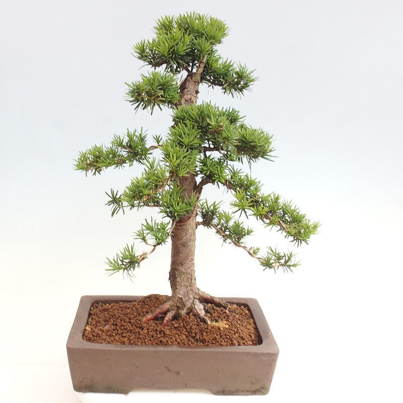 Vonkajší bonsai - Taxus cuspidata - Tis japonský