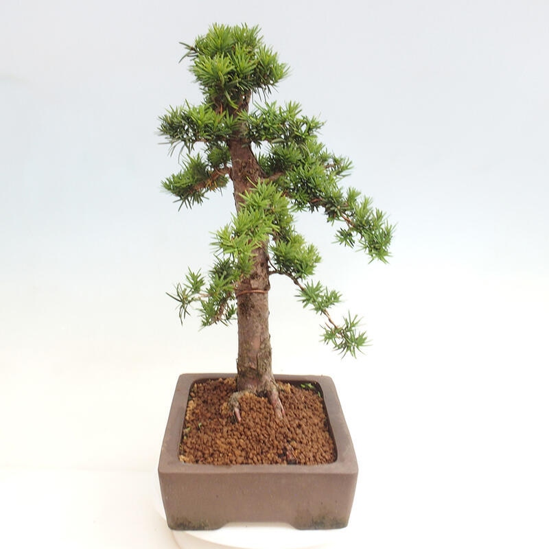 Vonkajší bonsai - Taxus cuspidata - Tis japonský