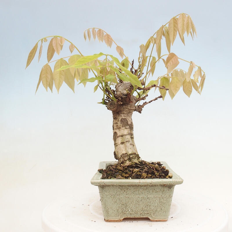 Vonkajšia bonsai - Vistarie kvetnatá - Wisteria floribunda