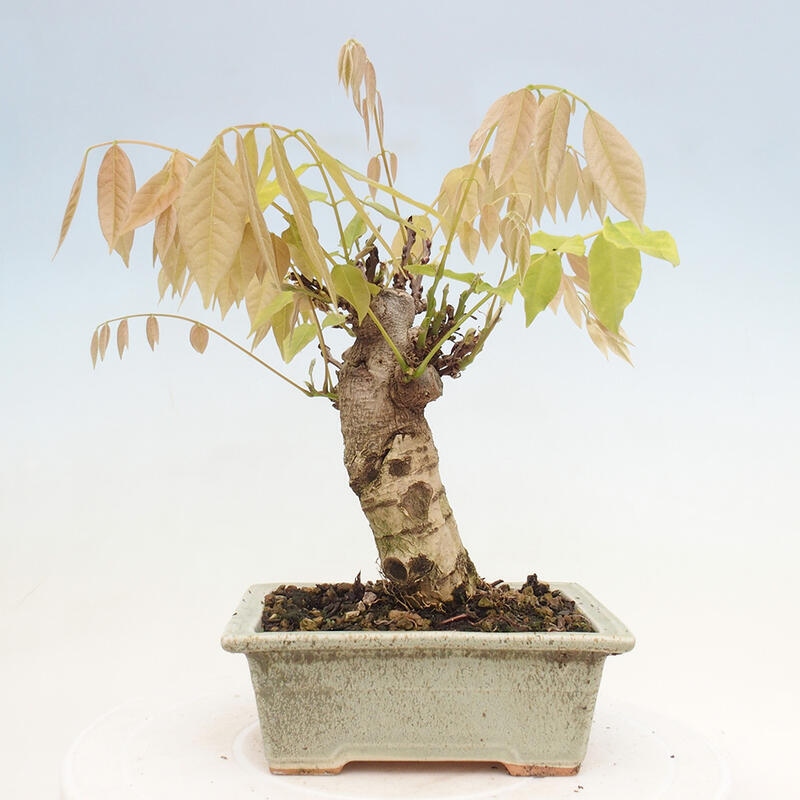 Vonkajšia bonsai - Vistarie kvetnatá - Wisteria floribunda