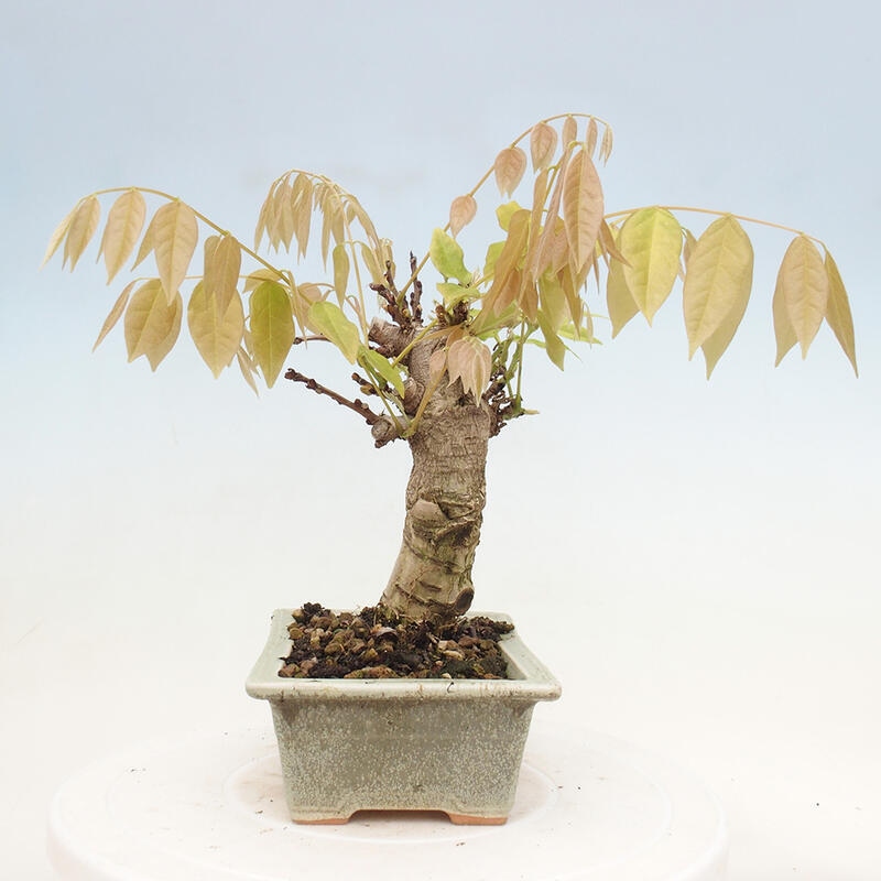 Vonkajšia bonsai - Vistarie kvetnatá - Wisteria floribunda