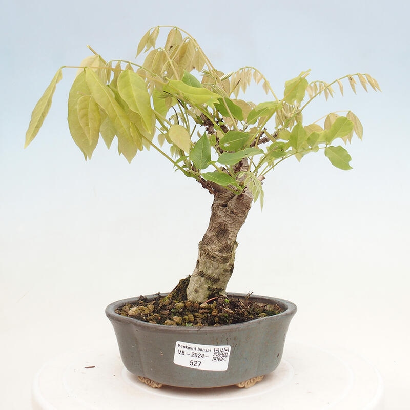 Vonkajšia bonsai - Vistarie kvetnatá - Wisteria floribunda