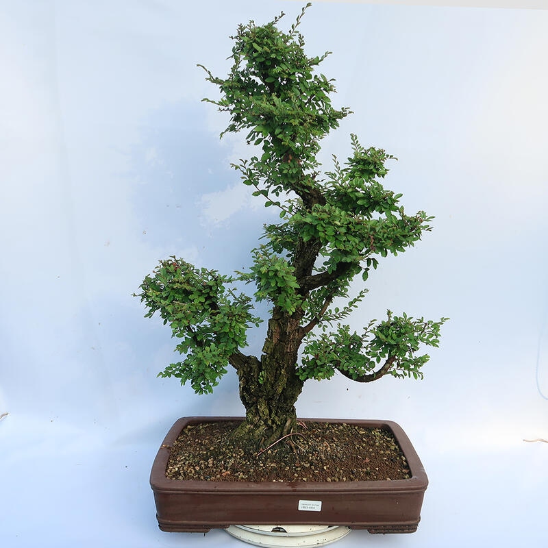 Vonkajšie bonsai - Zelkova - Zelkova NIRE