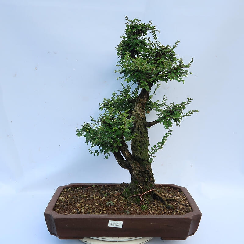 Vonkajšie bonsai - Zelkova - Zelkova NIRE