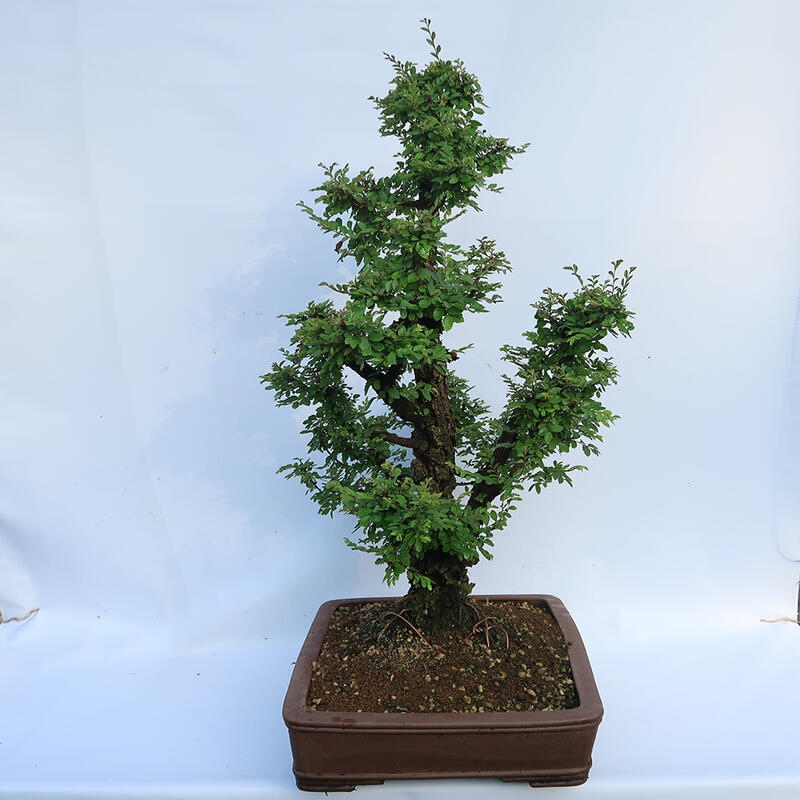 Vonkajšie bonsai - Zelkova - Zelkova NIRE