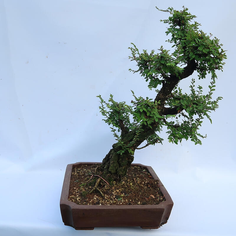 Vonkajšie bonsai - Zelkova - Zelkova NIRE