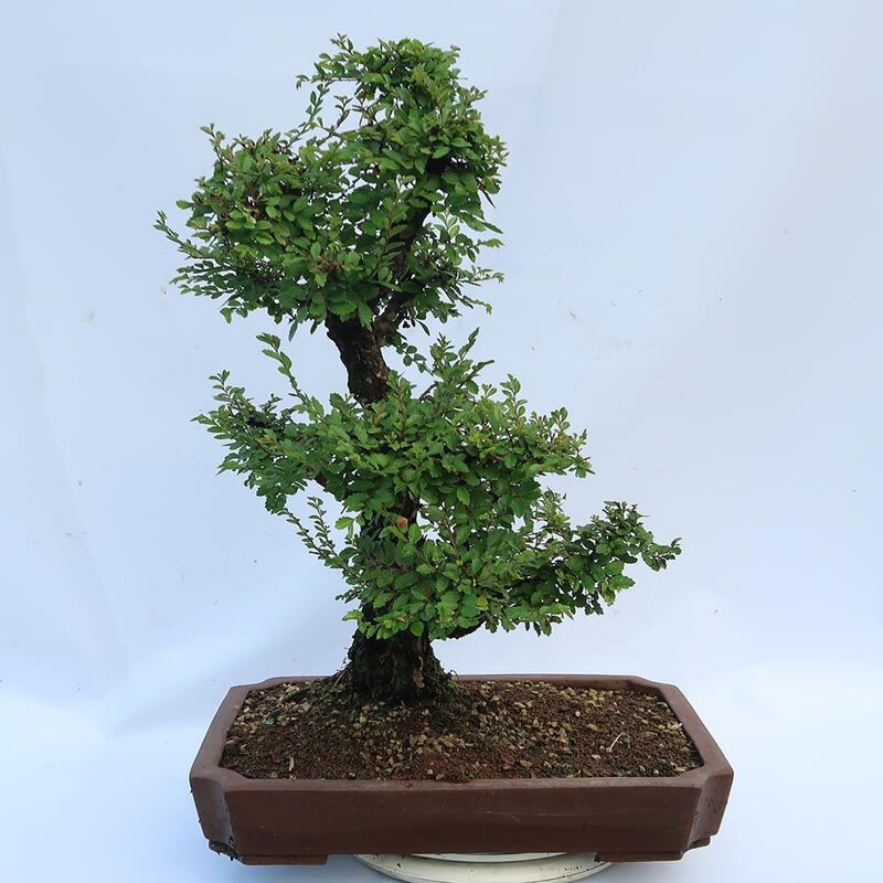 Vonkajšie bonsai - Zelkova - Zelkova NIRE