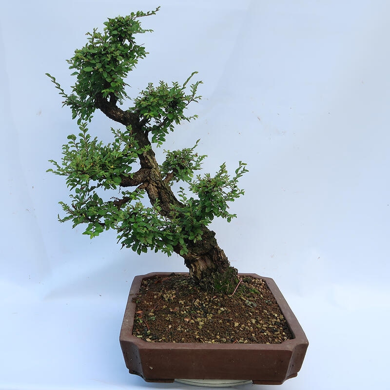 Vonkajšie bonsai - Zelkova - Zelkova NIRE