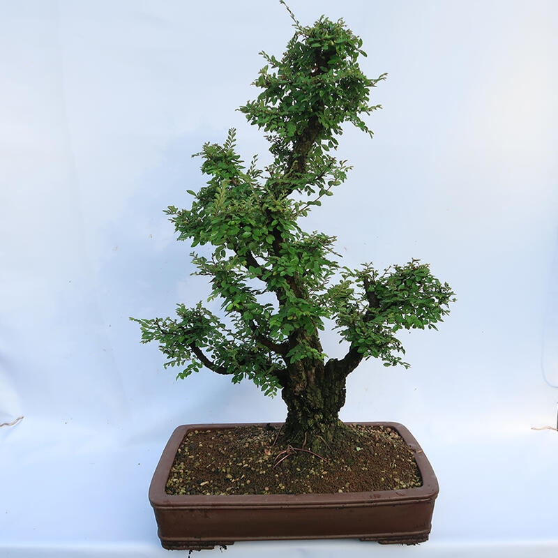 Vonkajšie bonsai - Zelkova - Zelkova NIRE