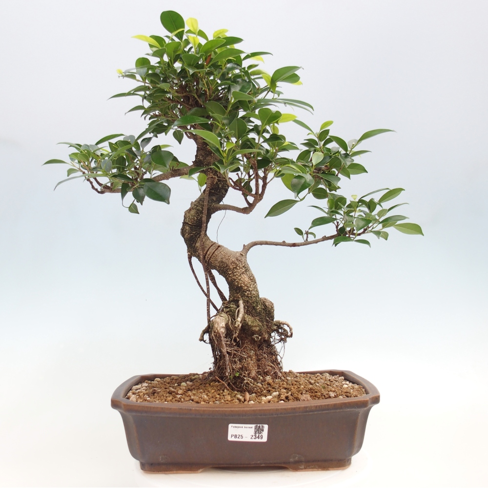 Izbová bonsai - Ficus kimmen - malolistý fikus
