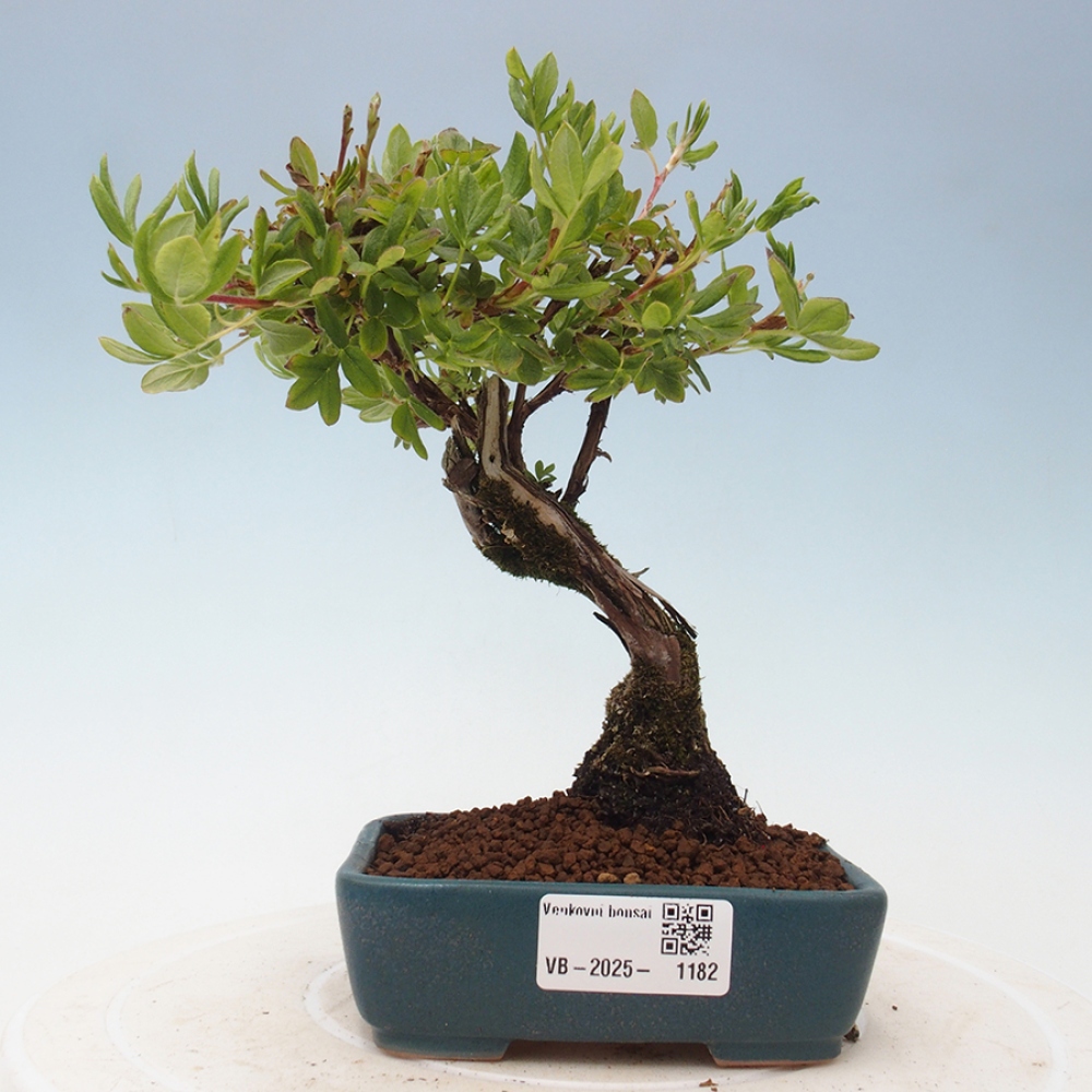 Vonkajšia bonsai-Nátržník krovitá - potentila fruticosa yellow Bird